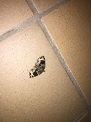 Gandaritis atricolorata