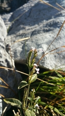 Hypoestes