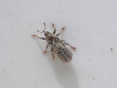 Tychius meliloti