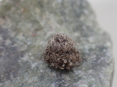 Apterona helicoidella