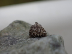 Apterona helicoidella