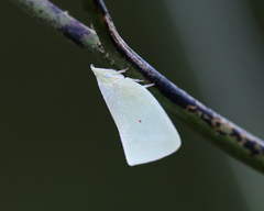 Colgaroides acuminata