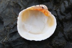 Periglypta reticulata