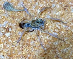 Hoggicosa