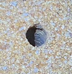 Hoggicosa