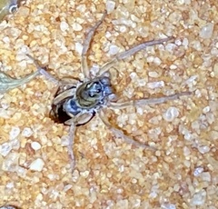 Hoggicosa