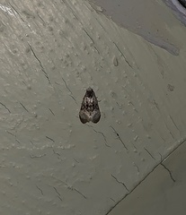 Phalonidia memoranda