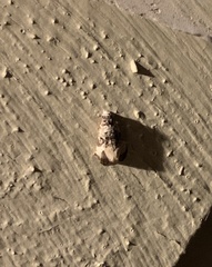 Phalonidia memoranda