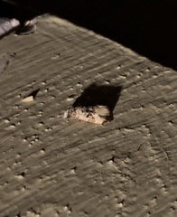 Phalonidia memoranda