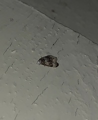 Phalonidia memoranda