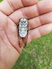 Neotibicen tibicen tibicen