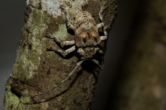 Dichostates compactus compactus