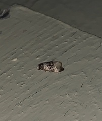 Phalonidia memoranda