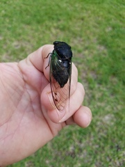 Neotibicen tibicen tibicen