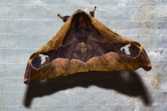 Holocerina smilax