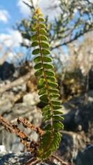 Adiantum hirsutum