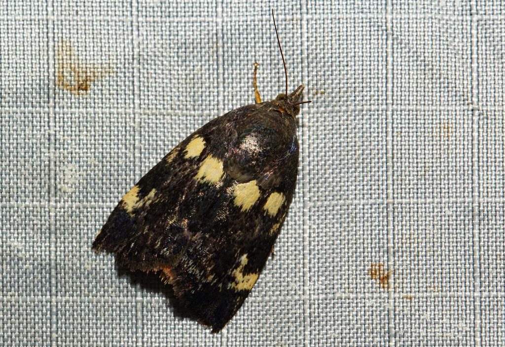 Hyblaea occidentalium