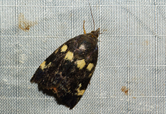 Hyblaea occidentalium