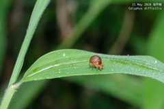 Celyphus difficilis