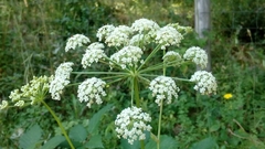 Peucedanum oreoselinum