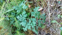 Peucedanum oreoselinum
