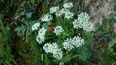 Peucedanum oreoselinum