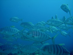 Ferdauia ferdau