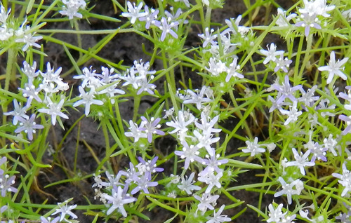 Navarretia leucocephala ssp. pauciflora