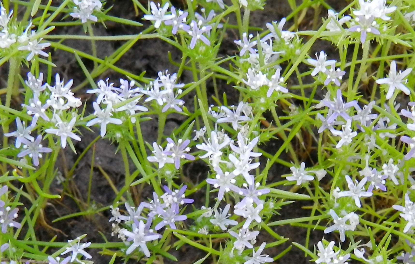Navarretia leucocephala ssp. pauciflora