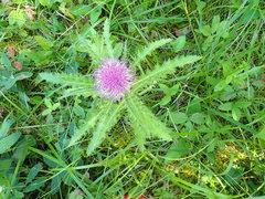 Cirsium drummondii