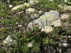Mutellina purpurea