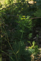 Euphorbia cyparissias