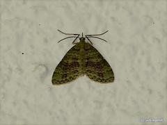 Sauris purpurotincta