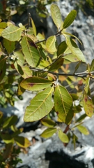 Dombeya apikyensis