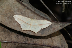 Timandra convectaria