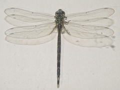 Gynacantha dravida