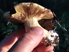 Russula dissimulans