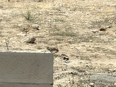 Passer domesticus