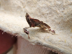 Galasa nigrinodis