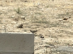 Passer domesticus