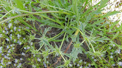 Eryngium vaseyi