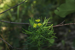 Euphorbia cyparissias