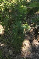 Euphorbia cyparissias