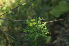 Euphorbia cyparissias
