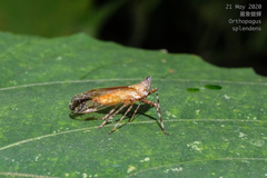 Orthopagus splendens