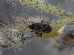 Graptopeltus lynceus