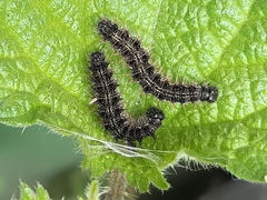 Aglais urticae