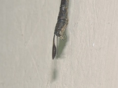 Gynacantha dravida