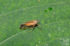 Orthopagus splendens