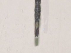 Gynacantha dravida
